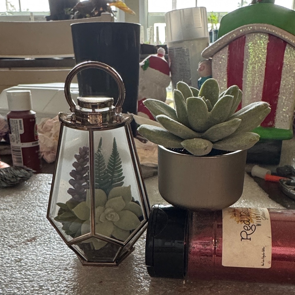 Geometric Glass Terrarium with Succulent Wallflower
